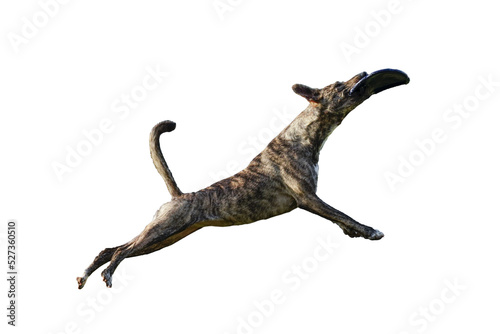 Perro en salto recuperando un frisbee © enzo