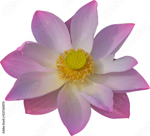 Lotus Flower Transparent Background.