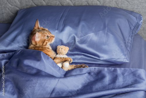Fototapeta Naklejka Na Ścianę i Meble -  Domestic cat hugs a teddy bear in bed.