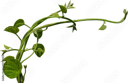 Photo Vine plant, green leaves