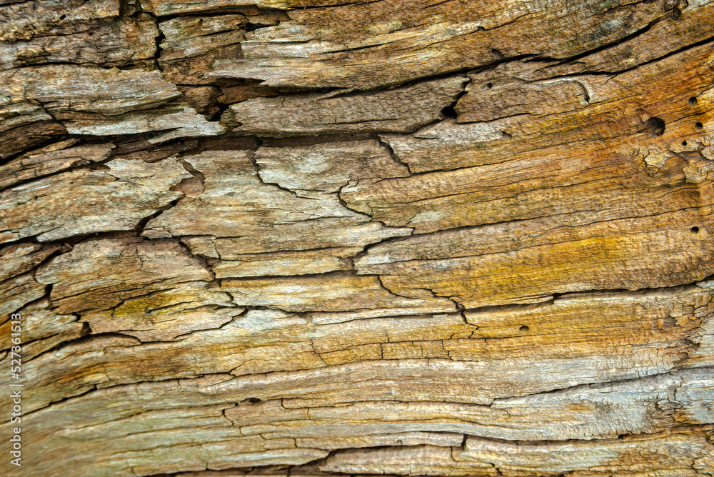 Texture, wood close-up. Longitudinal cracks in the interior of the tree Texture, wood close-up. Longitudinal cracks in the interior of the tree