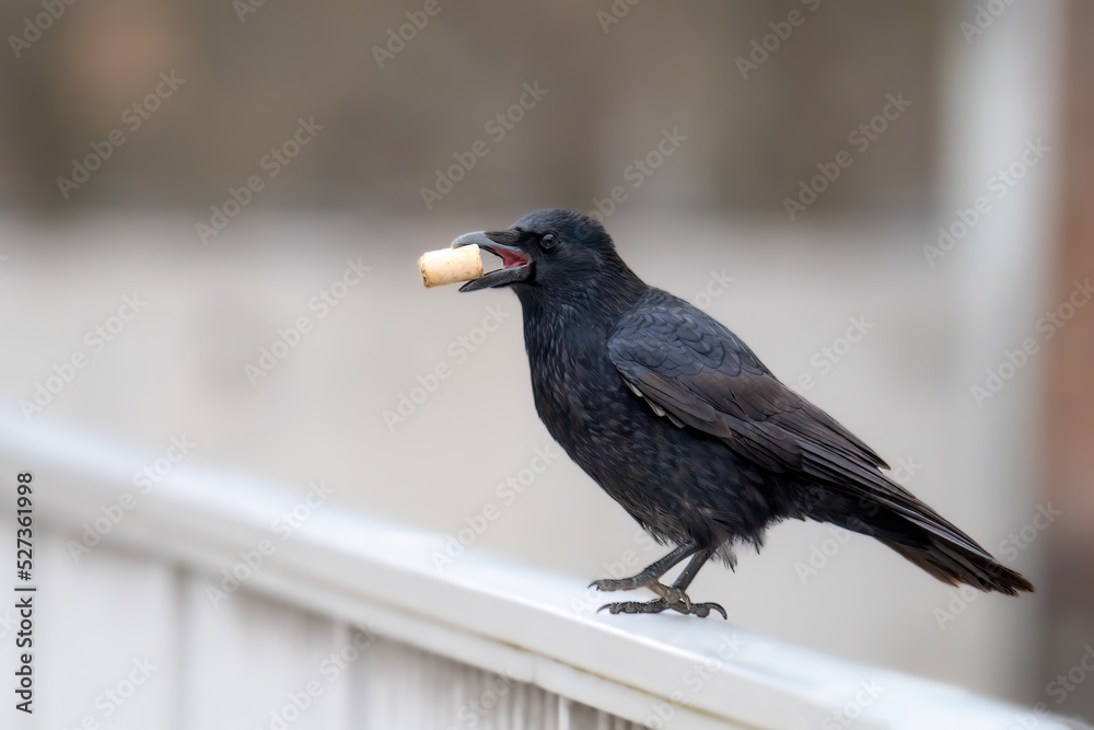 Fototapeta premium Die Korkenzieher Rabenkrähe (Corvus corone)