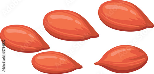 Cartoon peanuts. Different sizes nuts. Edible seeds