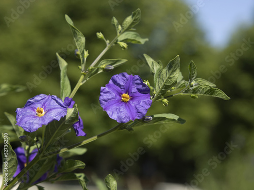 Gros plan d'une fleur de Solanum rantonnetii	 photo