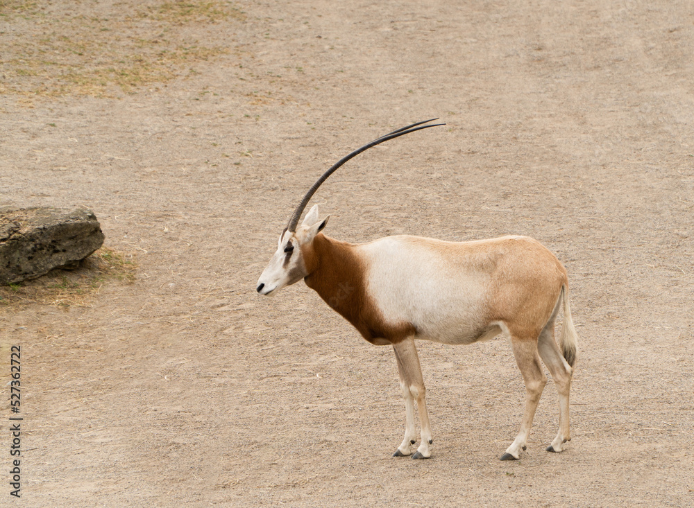 sahara oryx, antelope sahara oryx, antelope