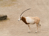 sahara oryx, antelope