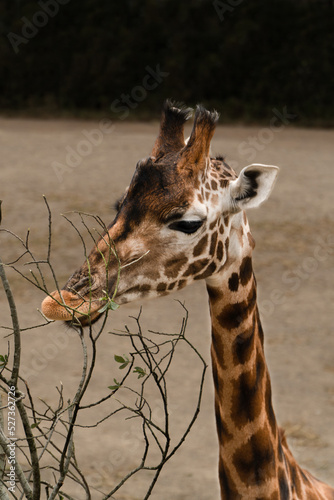 Photography giraffe