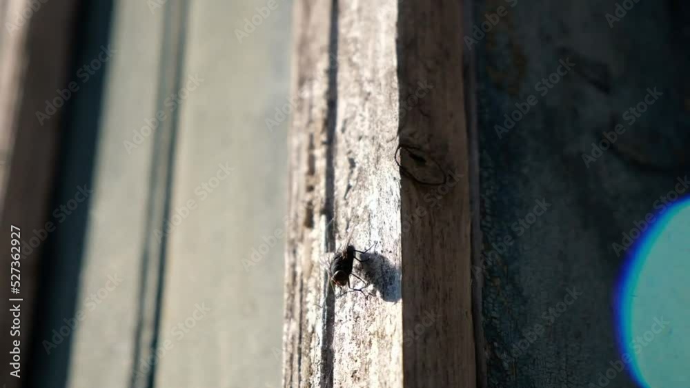 Home fly close up, macro