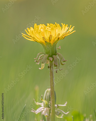 Dandelion Seeds photo