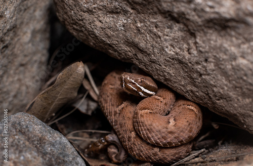 Arizona ridge-nose rattlesnake  photo