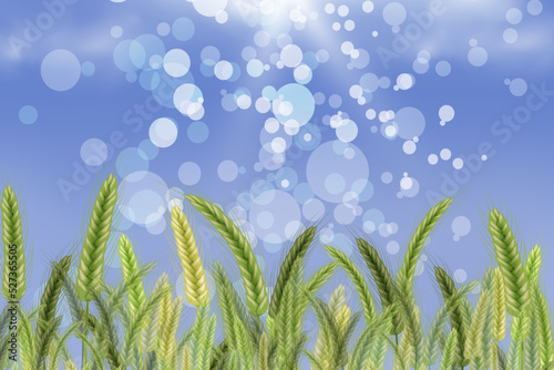 Background of spikelets of wheat with grains,ears and stalks.Wheat field in sunlight.Realistic illustration of seed plants,organic farming farming.Healthy lifestyle element.