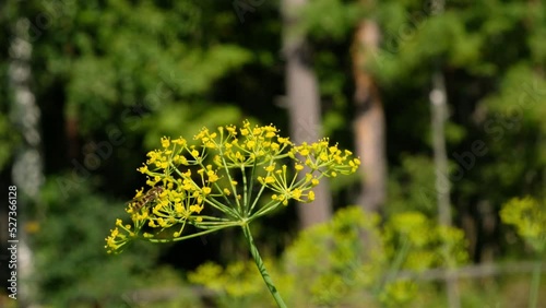 Marmalade ground beetle. a flower fly on a beautiful flower.