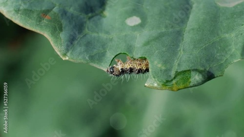 The caterpillar larvae of the cabbage white butterfly eating the leaves of a cabbage close up 