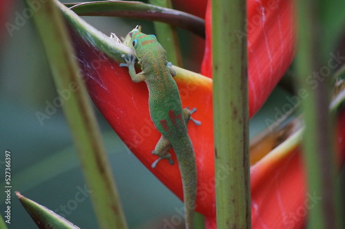 lizard on a red leaf