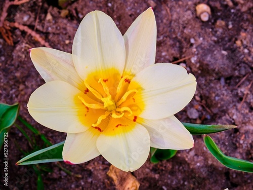 Selective focus shot of a Tulipa biflora in a garden photo