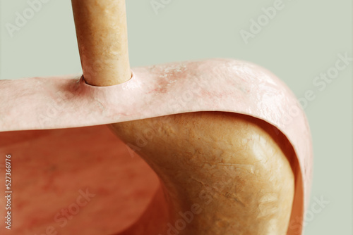 Stomach entrance and diaphragm in a healthy condition - 3D rendering photo