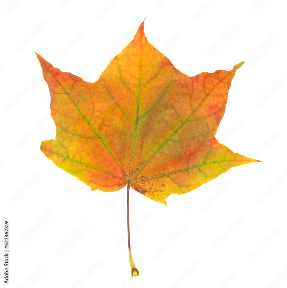 Fototapeta premium Feuille morte d'érable en automne 