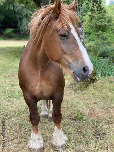 Portrait eines braunen Pferdes. Der Hengst schaut zur Seite und zeigt seine Mähne und hat einen weißen Streifen auf seinem Kopf