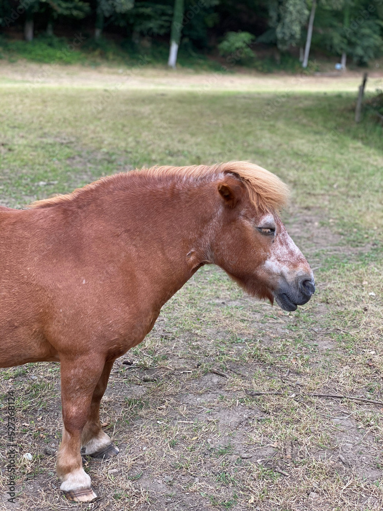 Fototapeta premium Nahaufnahme eines Pony von vorne mit dem Kopf des Pferdes im Profil