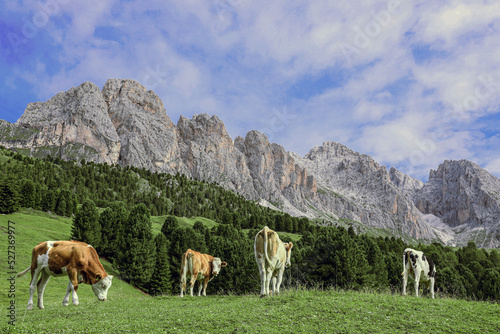 mucche al pascolo © Rossana