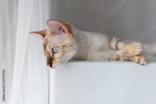 Young domestic cat of light color lies on the surface, looking to the side. bengal breed snow lars