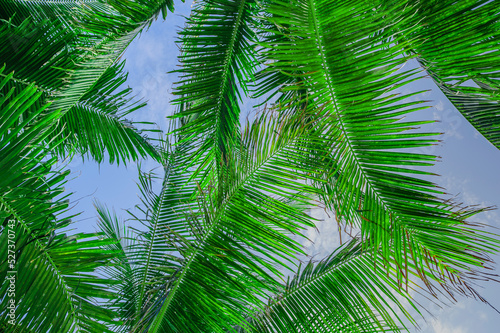 Low angle view of palm leaves against sky