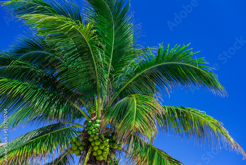 Low angle view of coconut palm tree against sky photo
