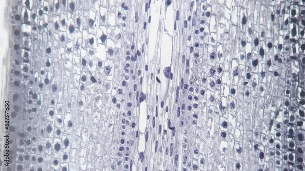 Root tip of Allium cepa in longitudinal section magnified by microscope 200x on bright field. Piece of onion filmed in macro under lab equipment for learning structure. Plant mitosis and cell division