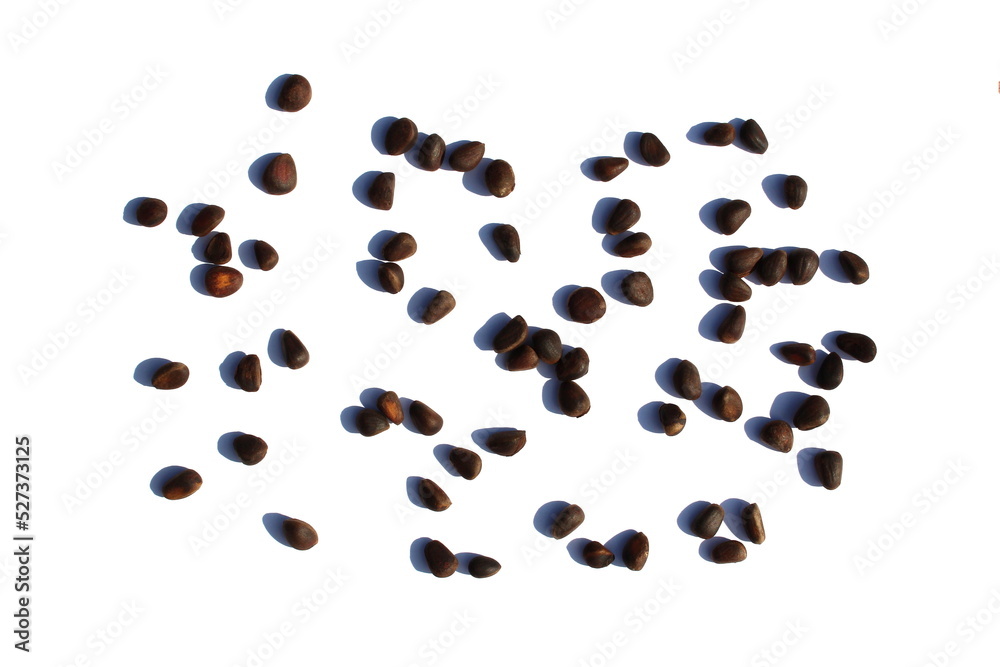 Texture from scattered pine nuts on a white background. Texture from scattered pine nuts on a white background.
