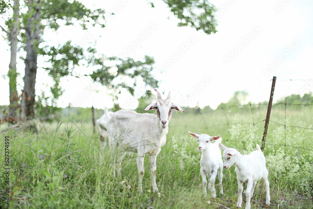 Obraz premium Saanan and alpine goats on a small farm in Ontario, Canada.
