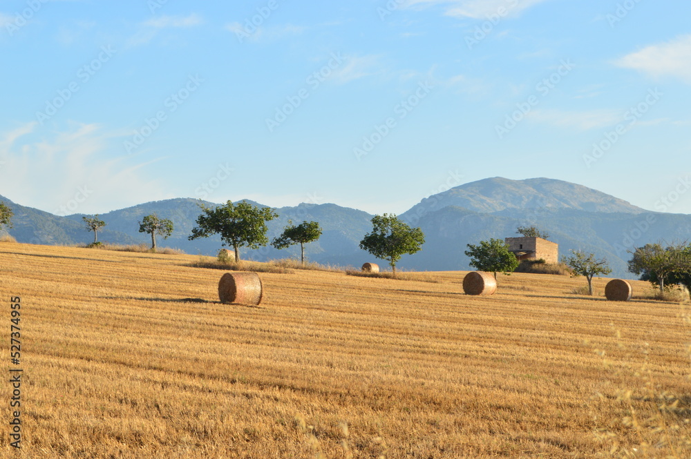 Mallorca spain Caracoles Campo Balas de paja 
Naturaleza - Smart Ecology Sistem - Agricultura
Industria agrícola