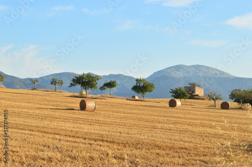 Mallorca spain Caracoles Campo Balas de paja 
Naturaleza - Smart Ecology Sistem - Agricultura
Industria agrícola photo