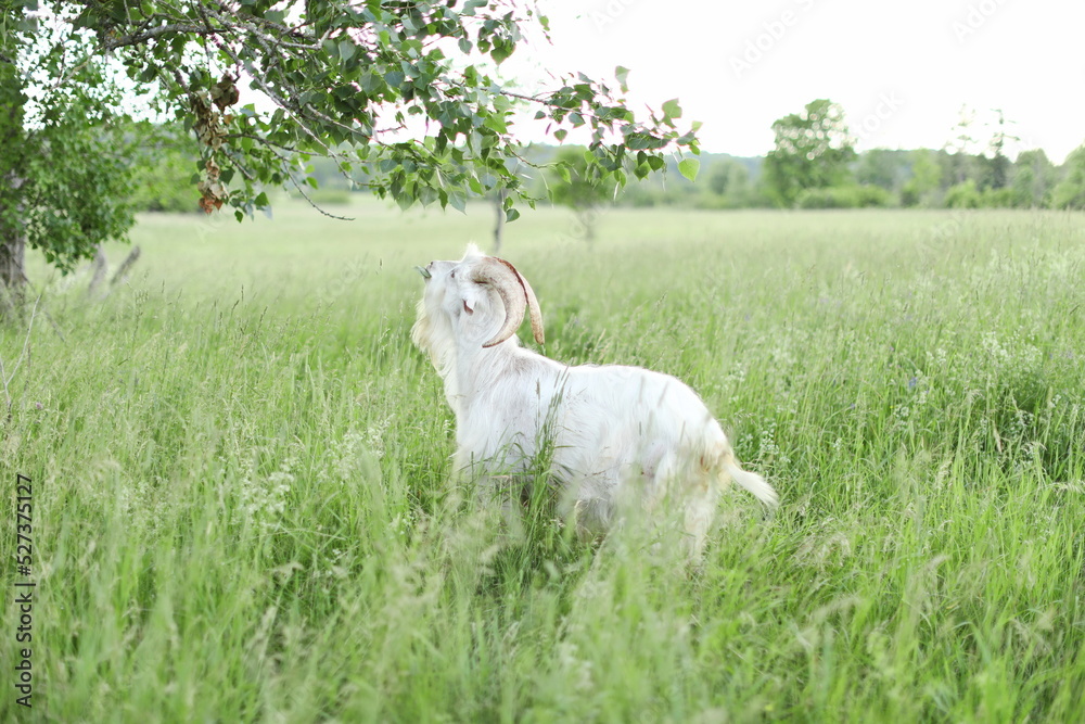 Fototapeta premium Saanan and alpine goats on a small farm in Ontario, Canada.