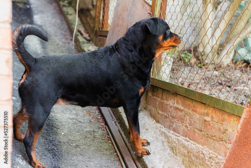 adult rottweiler guards his yard and barks through the fence