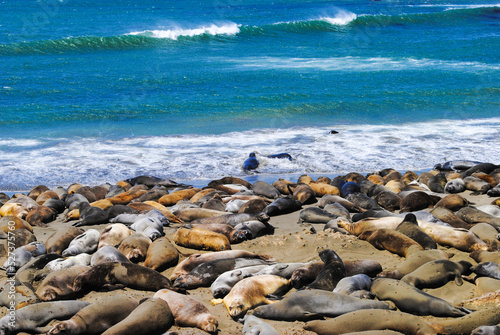 Seals on a Beach