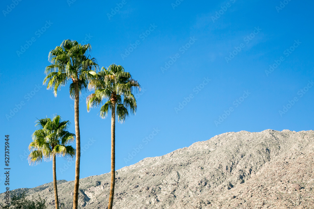 United States, California, Palm Springs, Three palm trees against blue sky United States, California, Palm Springs, Three palm trees against blue sky