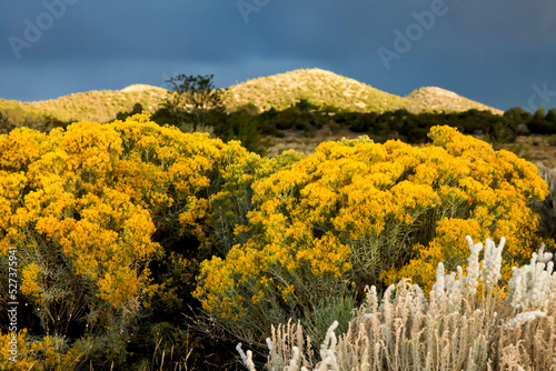 United States, New Mexico, Santa Fe, Chamisa (Ericameria nauseosa) growing in desert photo