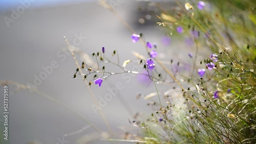 Campanula rotundifolia, the harebell, Scottish bluebell, or bluebell of Scotland, is a species of flowering plant in the bellflower family Campanulaceae.