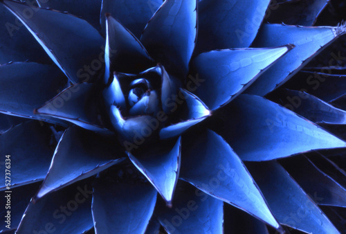 Close-up of blue Agave plant