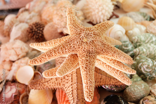 Close-up of starfish and shells photo