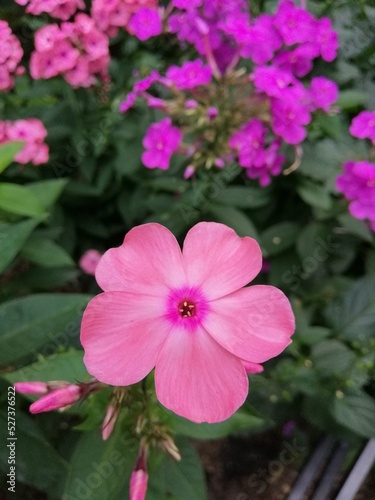 Watermelon-colored inflorescence with a dark pink ring in the middle .Blooming Phlox paniculata  on a summer flower bed
