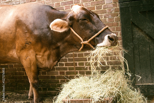 Cow eating hay