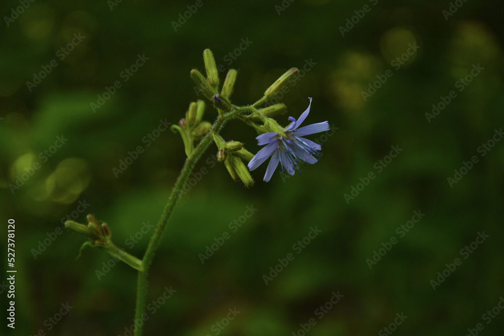 blue cornflower in the forest blue cornflower in the forest