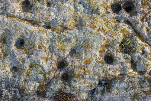 Lichen on quartzite sandstone surface. A pioneer lichen in Bare Rock Succession that helps break down rock and sets the stage for mosses and other plants to follow succession. photo