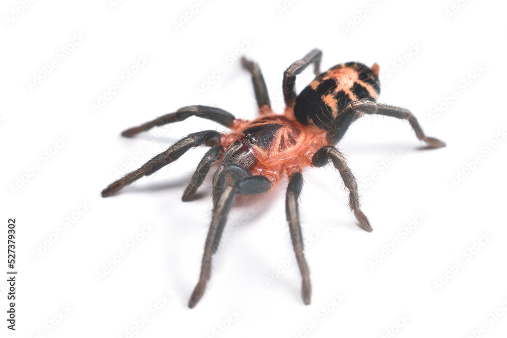 Closeup picture of the Venezuelan Dwarf Tiger Tarantula Cyriocosmus cf. leetzi (Araneae: Theraphosidae), photographed on white background. Closeup picture of the Venezuelan Dwarf Tiger Tarantula Cyriocosmus cf. leetzi (Araneae: Theraphosidae), photographed on white background.