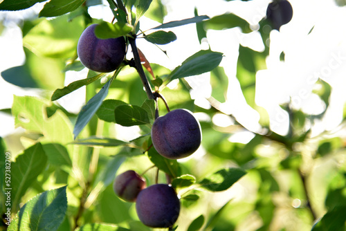 Lilac plums on a green tree in the garden in summer. Beautiful plum fruits with green leaves.