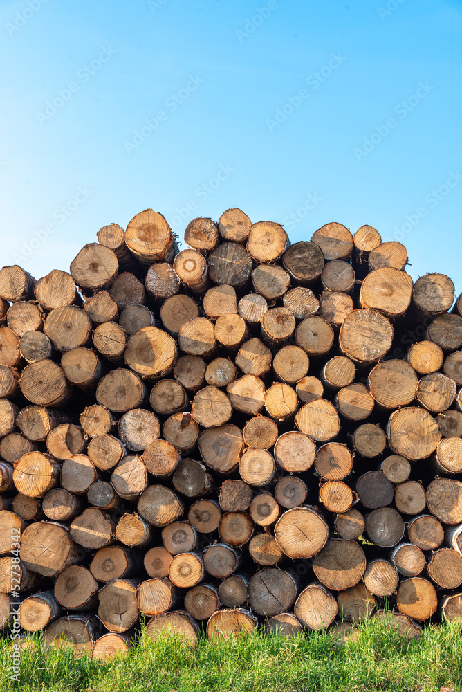 Sawn birch logs stacked in piles.