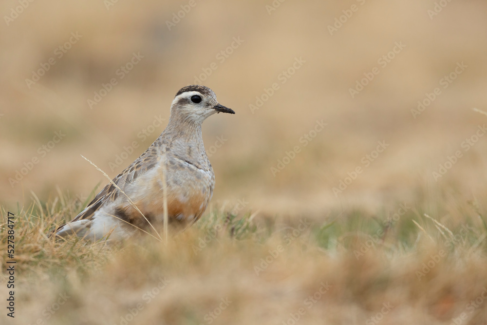 Eurasian dotterel (Charadrius morinellus) foraging through the heather of the Italy. Eurasian dotterel (Charadrius morinellus) foraging through the heather of the Italy.