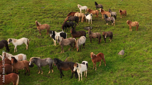 Icelandic horses grazing in the field.