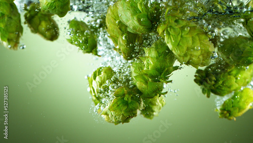 Tableau sur toile Green fresh hop cones in water for making beer.